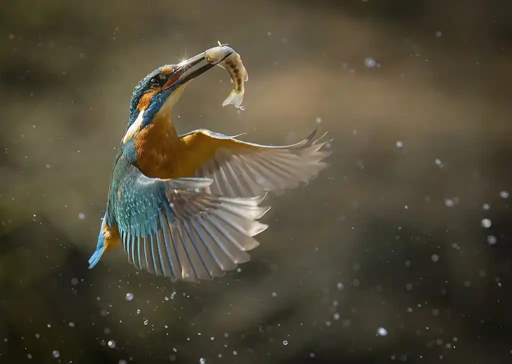 Birds in Flight