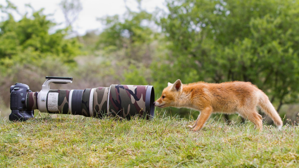 How to Choose a Camera for Wildlife Photography-nature, Animals, Wildlife, Fox, Camera, Lens, Camouflage, Grass, Trees